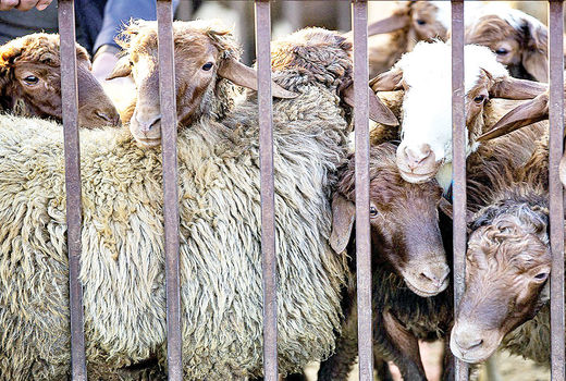  در مسیر عبور از خشکسالی؛ صنعت دام سبک چشم‌به‌راه حمایت هدفمند