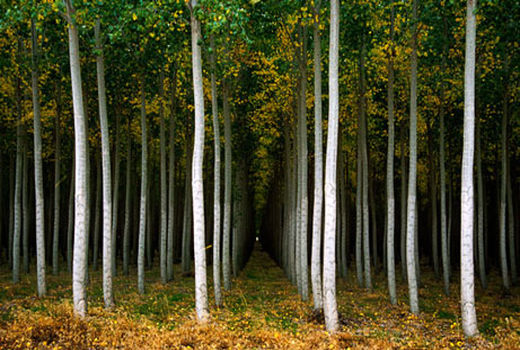 زراعت چوب؛ اصلی‌ترین منبع تامین نیازهای چوبی کشور