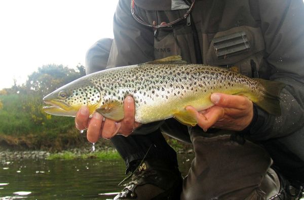 برگزاری جلسات مشترک با ترکیه برای صادرات قزل‌آلا به بازار مشترک/ ایران 950 هزار تن تولید و تنها 350 میلیون دلار ارزش صادراتی دارد