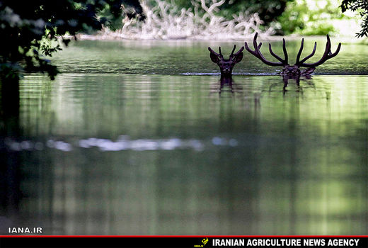 آب‌تنی کردن حیوانات در گرمای تابستان