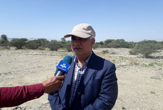 هرمزگان در پیشانی مبارزه با ملخ صحرایی است/۱۱ هزار و۵۰۰ هکتارمبارزه با ملخ