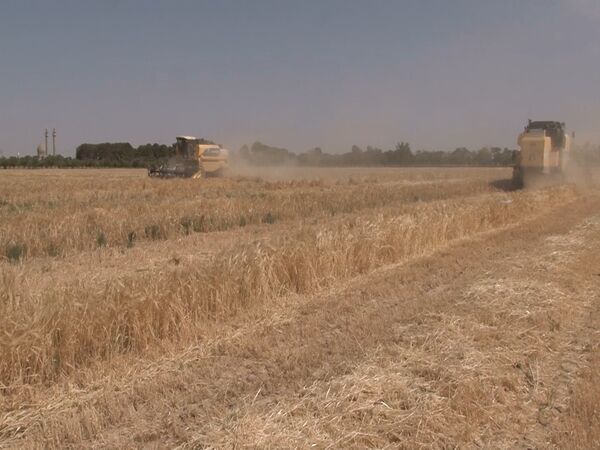 برداشت گندم و جو از مزارع برخوار