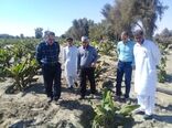 سیلاب 250 میلیارد تومان خسارت به بخش کشاورزی شهرستان کنارک وارد کرد