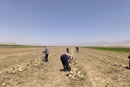 افزایش ۸۰ درصدی تولید چغندر قند در قیروکارزین