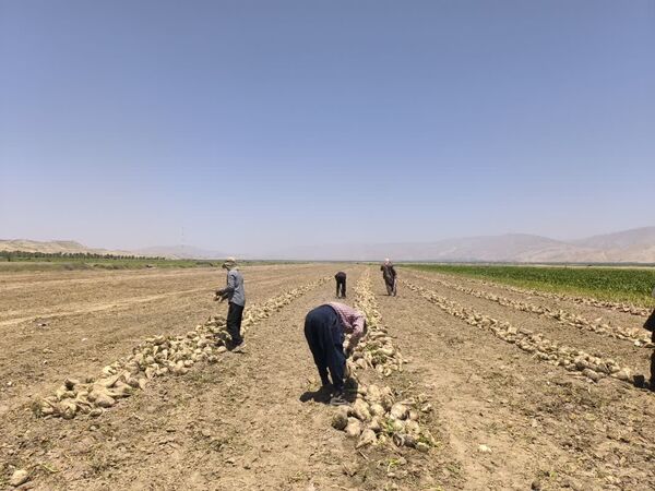 افزایش ۸۰ درصدی تولید چغندر قند در قیروکارزین