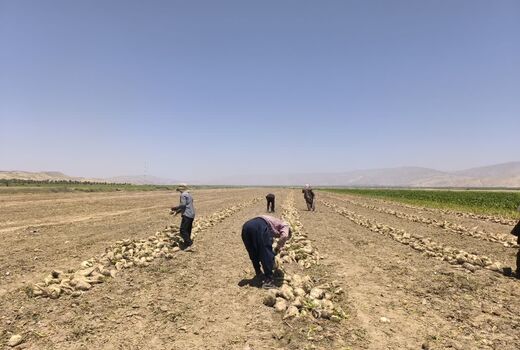 افزایش ۸۰ درصدی تولید چغندر قند در قیروکارزین