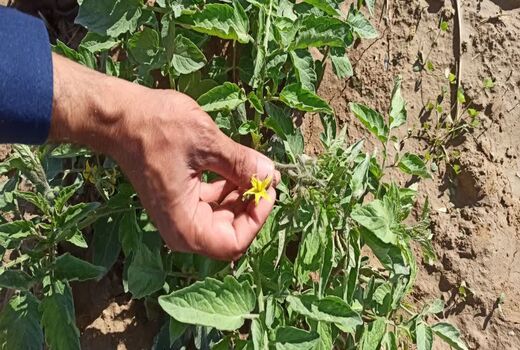 رونمایی از بذر هیبرید گوجه فرنگی «قهرمان» در بوشهر