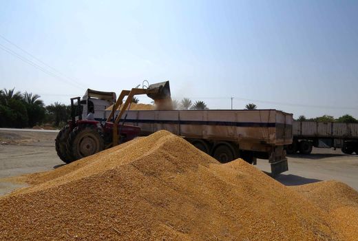 توزیع بیش از 17 هزار تن نهاده دامی درسیستان وبلوچستان 