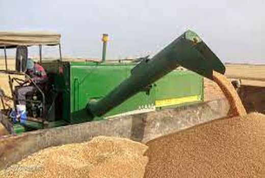 خرید بیش از 28 هزار تن گندم و کلزا در باغملک