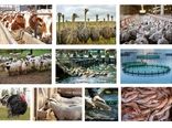 ۵۱ هزار میلیارد ریال تسهیلات برای تامین گوشت سبد غذایی خانوارها