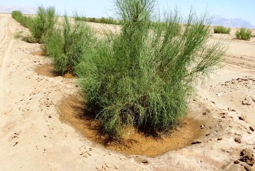 انجام ۴۱ درصد طرح‌های مقابله با بیابان قزوین در دولت تدبیر و امید