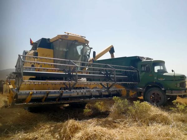 آغاز برداشت گندم از مزارع فسا