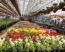 خودکفایی در تولید بذرِ گل‌های صادراتی در بادرود نطنز