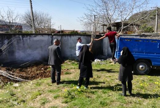 2000 اصله نهال توت رایگان در سوادکوه‌شمالی توزیع شد 