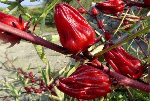 برداشت 700 تن چای ترش در سیستان و بلوچستان