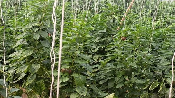 واحد گلخانه ای رویای سبز در شهر فرخشهر به بهره برداری رسید