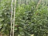 واحد گلخانه ای رویای سبز در شهر فرخشهر به بهره برداری رسید