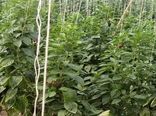 واحد گلخانه ای رویای سبز در شهر فرخشهر به بهره برداری رسید