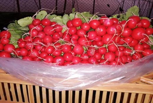 تولید 16000 تن سبزی و صیفی در قائم شهر 