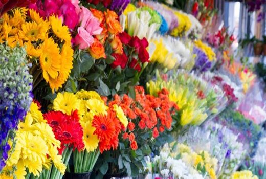 بلایی که کرونا بر سر محصولات کشاورزی آورد؛ گل‌هایی که معدوم شد