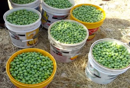 تولید 740 تن زیتون کنسروی در ممسنی