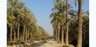 توسعه ارزآوری اقتصادی با اجرای طرح جامع نخیلات در شادگان