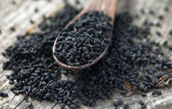 آغاز برداشت سیاهدانه از اراضی کشاورزی روستای دستنا
