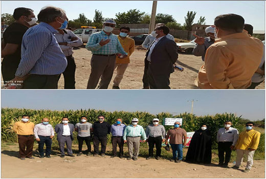 بازدید معاون تحقیقات ذرت و گیاهان علوفه‌ای موسسه تحقیقات اصلاح و تهیه نهال و بذر کشور از مزرعه الگویی-ترویجی ذرت علوفه‌ای در شهرستان بویین زهرا