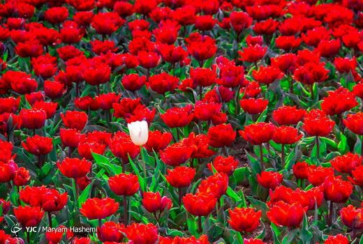 جشنواره لاله‌ها - کرج