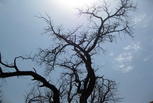 بیش از 6 هزار هکتار باغات در اثر کمبود آب خشک شدند