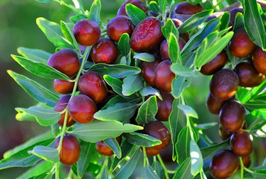 پیش بینی برداشت 1200 تن عناب از سطح باغات سربیشه