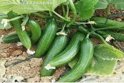 آغاز برداشت خیار پاییزه در قیروکارزین