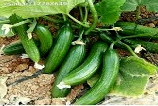 آغاز برداشت خیار پاییزه در قیروکارزین