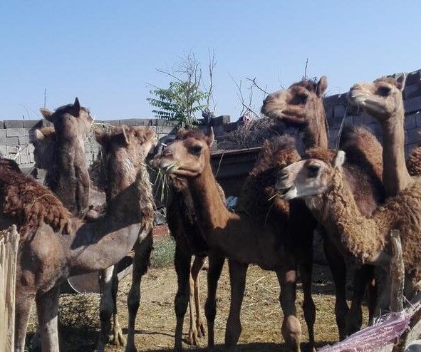 احداث مرکز به نژادی و تولید تکثیر "حاشی" در دشت بجد خراسان جنوبی