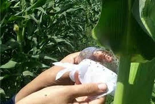 انجام مبارزه بیولوژیک علیه کرم برگخوار ذرت در سطح ۳۰۰ هکتار از مزارع ذرت شهرستان دهلران