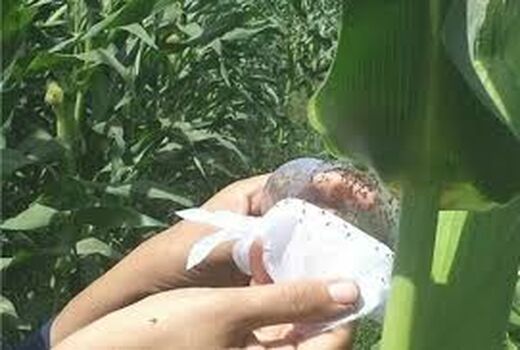 انجام مبارزه بیولوژیک علیه کرم برگخوار ذرت در سطح ۳۰۰ هکتار از مزارع ذرت شهرستان دهلران
