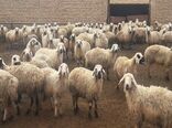 ثبت نام در سامانه سیتا  برای  بهره مندی از تسهیلات خرید نهاده هاتوسط  دامداران و مرغداران 