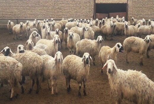 ثبت نام در سامانه سیتا  برای  بهره مندی از تسهیلات خرید نهاده هاتوسط  دامداران و مرغداران 