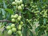 گردو تویسرکان وارد بورس می شود 