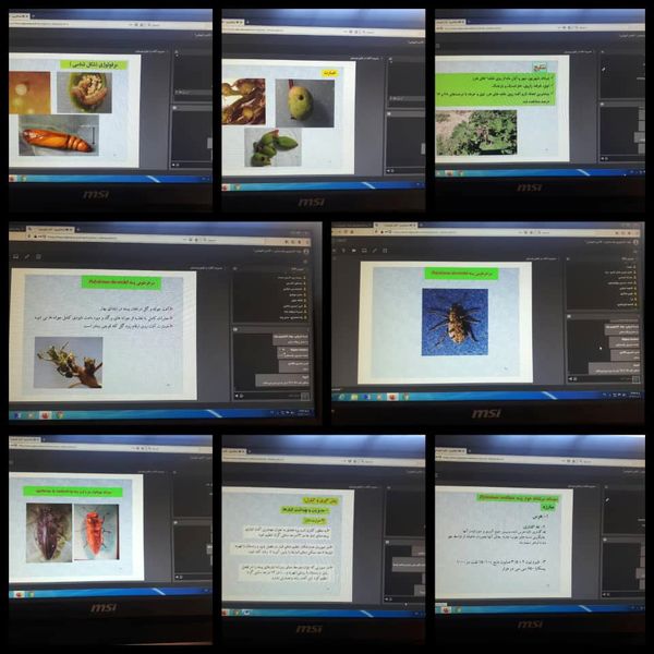 آموزش مجازی بهره برداران شهرستان ریگان در شرایط همه گیری کووید 19