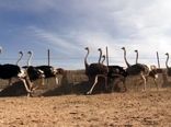 دریافت مجوز برای احداث واحدپرورش شتر مرغ در اصفهان