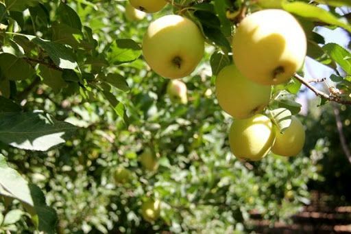 برداشت سالانه ۲۲۰ هزار تن انواع سیب درختی از باغات دماوند