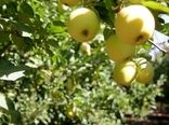 برداشت سالانه ۲۲۰ هزار تن انواع سیب درختی از باغات دماوند
