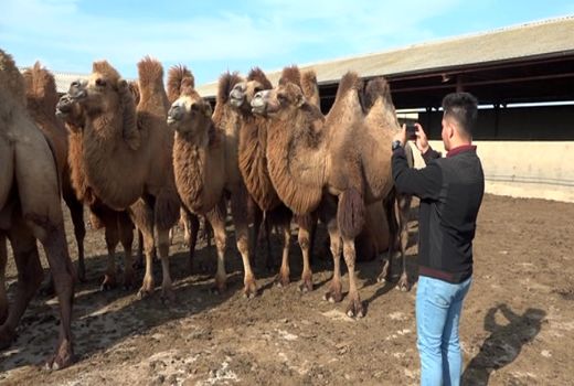 آماده سازی بستر مناسب برای تکثیر شتر دوکوهانه