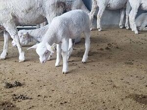زایش گوسفندان نژاد ایل دو فرانس در فسا 