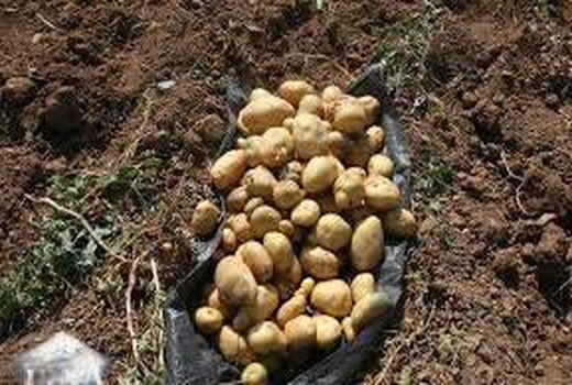 برداشت سیب زمینی از سطح 300 هکتارمزارع در شهرستان بردسیر