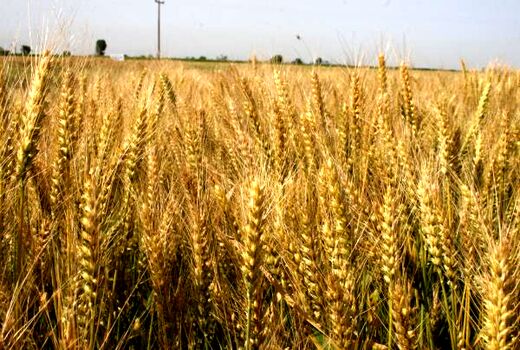 خرید تضمینی 115 هزارتن گندم در مازندران