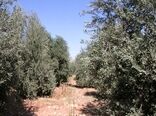 برداشت ۲ هزار و ٢٠٠ تن زیتون از سطح ۵۳۰ هکتار باغات بارور زیتون استان لرستان