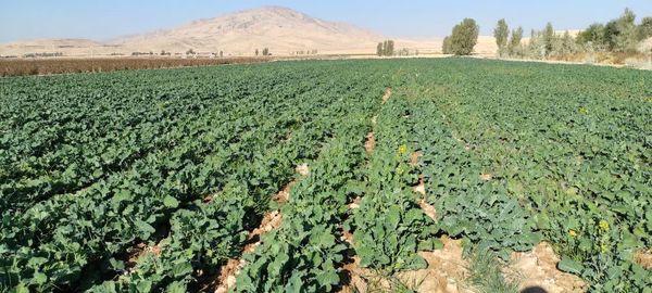 پایان کشت کلزا در شهرستان زرین دشت