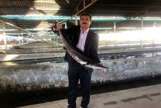 پرورش ماهی ملوسجان نمونه ملی شد